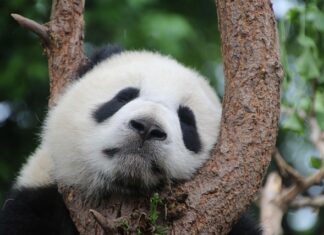 Ile kosztuje Panda hybryda? Ile kosztuje Panda hybryda?