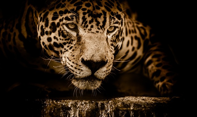 Ile kosztuje nowy Jaguar? Ile kosztuje nowy Jaguar?