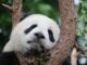 Ile pali panda diesel?